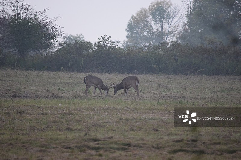 田野里的鹿图片素材