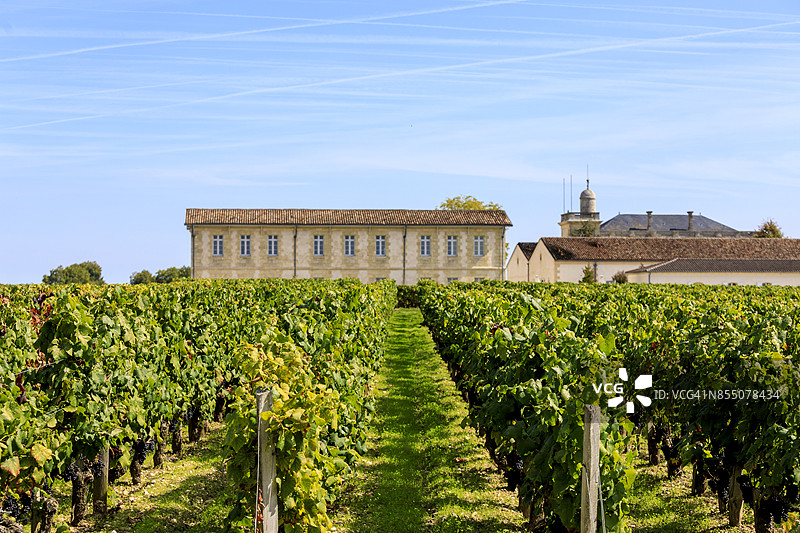 法国波尔多圣朱利安的格鲁奥-拉罗斯大酒庄红酒采摘图片素材