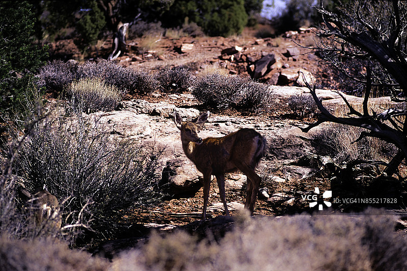 凯巴布鹿，凯巴布高原，亚利桑那州，美国图片素材