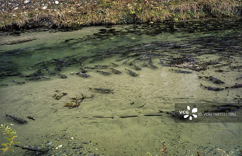 大马哈鱼逆流而上，在加拿大不列颠哥伦比亚省弗雷泽河支流的砾石床上产卵图片素材