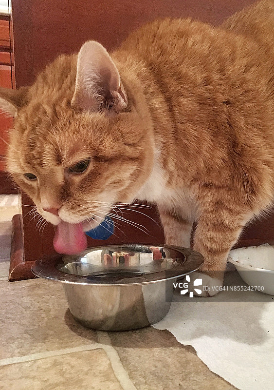 猫咪喝水图片素材