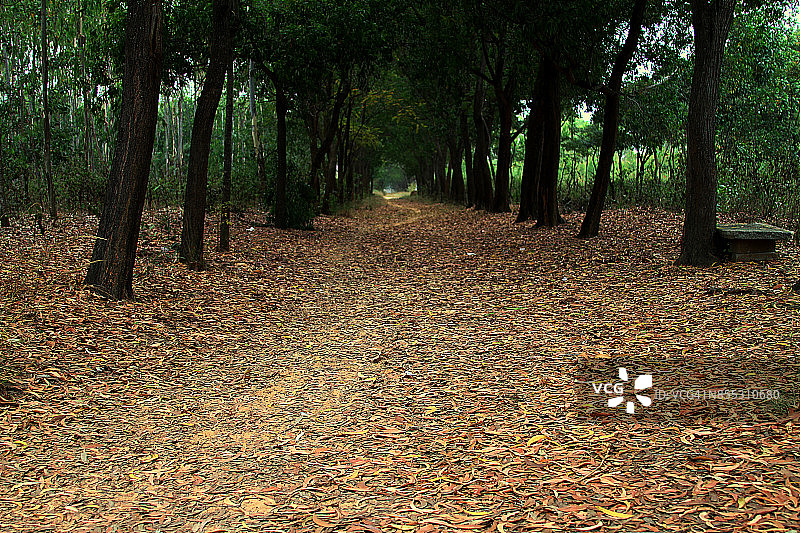 孔雀公园图片素材