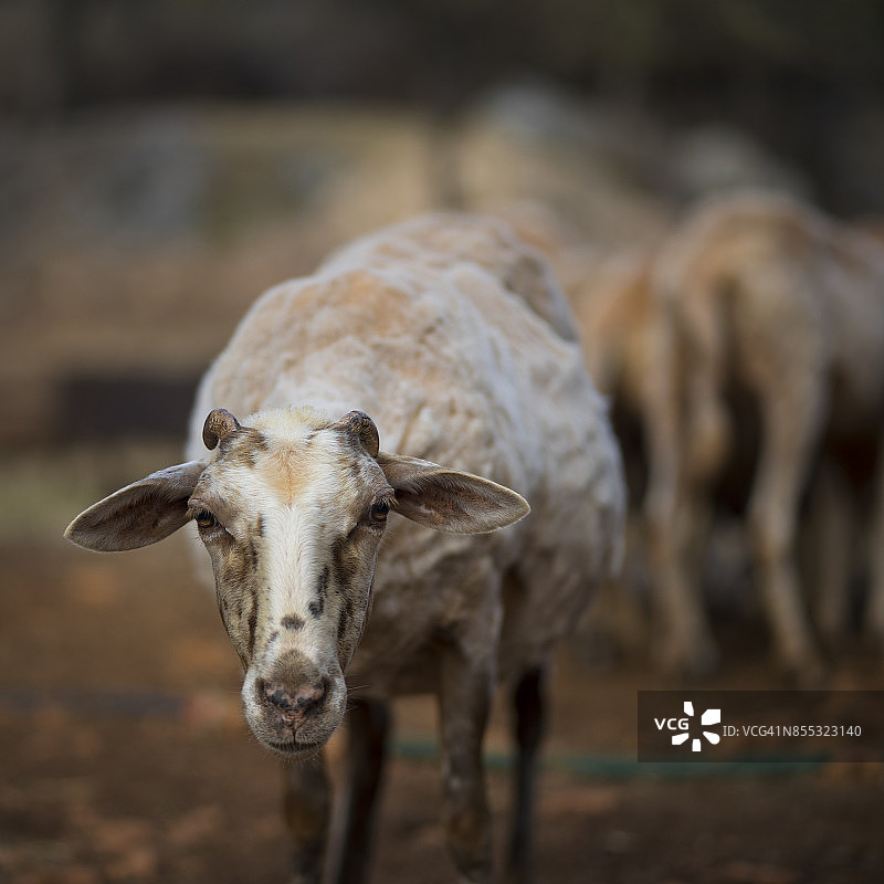剪毛后的绵羊图片素材