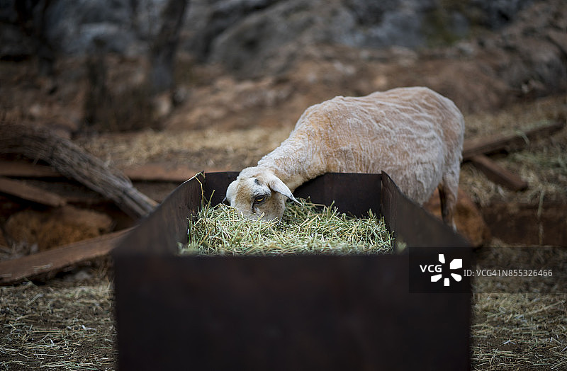 剪毛后的绵羊图片素材