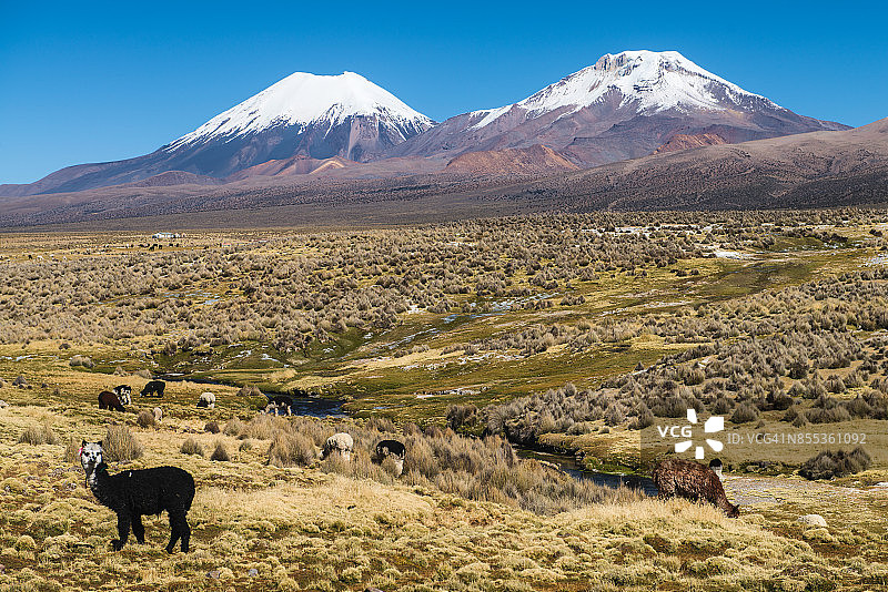萨哈马国家公园的帕里纳科塔火山和波梅拉佩火山,前景是一只黑色羊驼图片素材