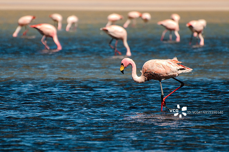玻利维亚高原泻湖中的火烈鸟图片素材