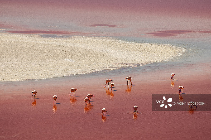 玻利维亚科罗拉达湖的火烈鸟图片素材