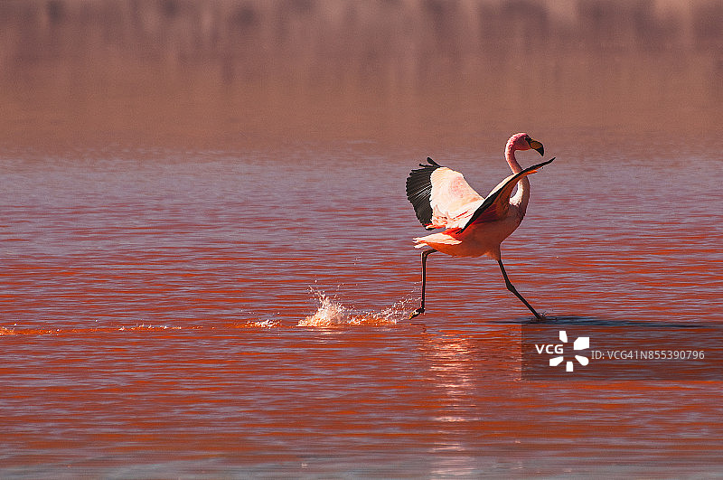 玻利维亚科罗拉达泻湖中的火烈鸟图片素材