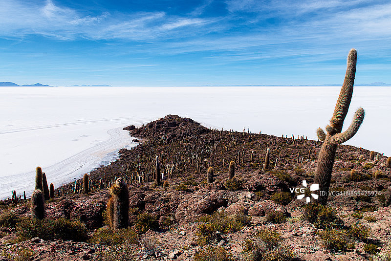 玻利维亚乌尤尼盐沼因卡瓦西岛上的百年仙人掌图片素材