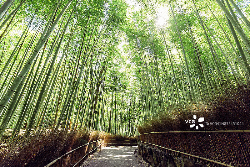 日本京都岚山的竹林图片素材