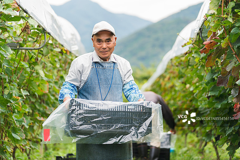 采摘葡萄的日本年长男性肖像图片素材