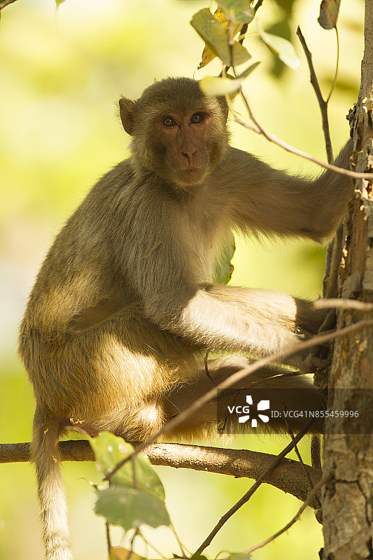恒河猴图片素材