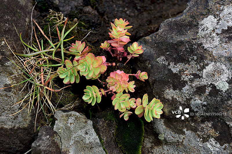 冰岛东峡湾达拉坦吉岩石上的野生植物图片素材