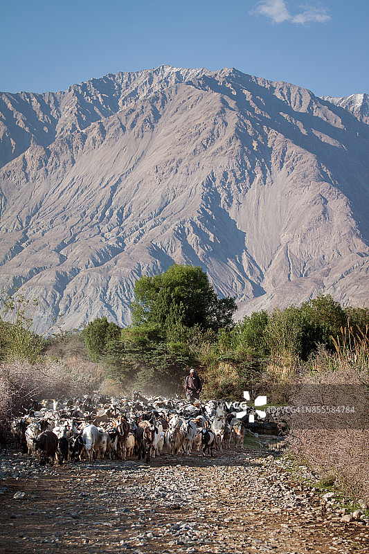 喜马拉雅山脉中牧羊人赶着的一群山羊图片素材