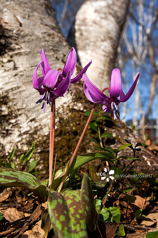 日本林地中生长的狗牙花图片素材