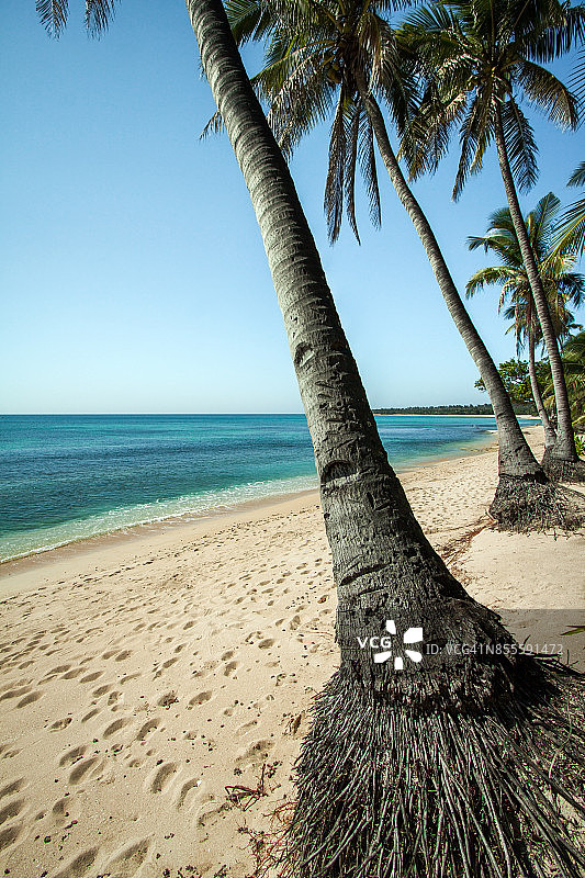 未开发的洁净热带海滩上的棕榈树图片素材