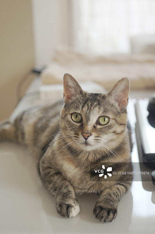 猫咪看着镜头图片素材