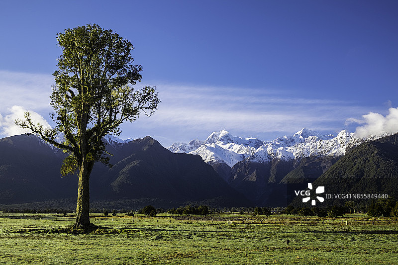 卡希卡提亚树和南阿尔卑斯山图片素材