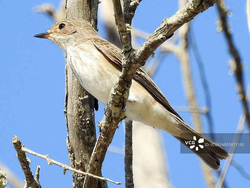 spotted Flycatcher（Muscicapa striata）图片素材