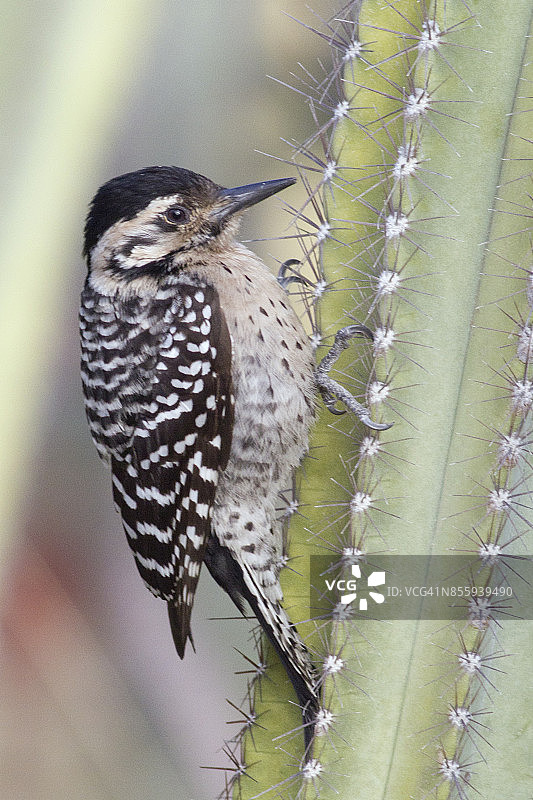 在仙人掌上的梯背啄木鸟图片素材