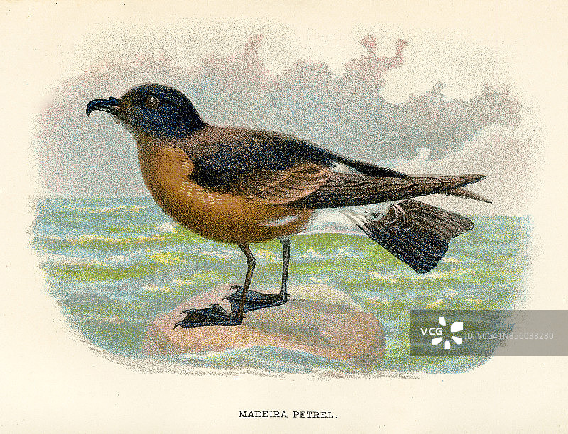 1897年来自英国的马德拉海燕图片素材