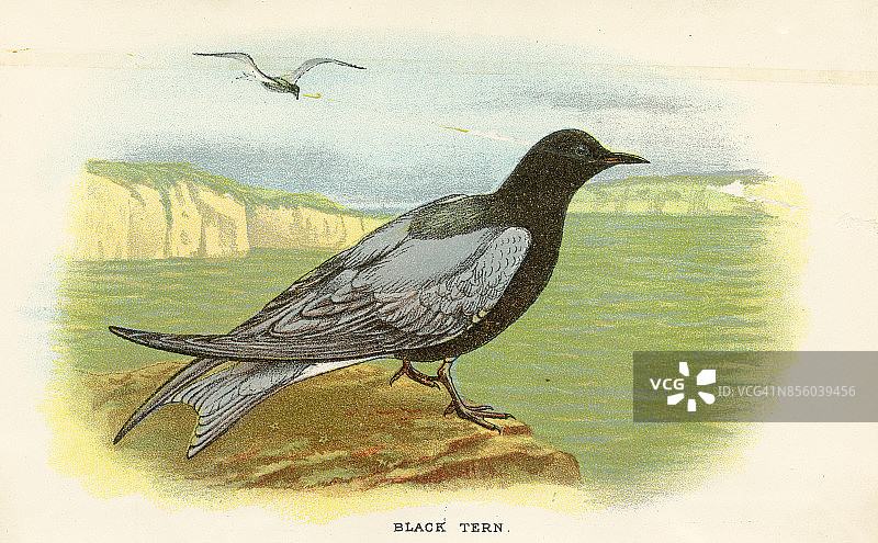 1897年来自英国的黑浮鸥图片素材