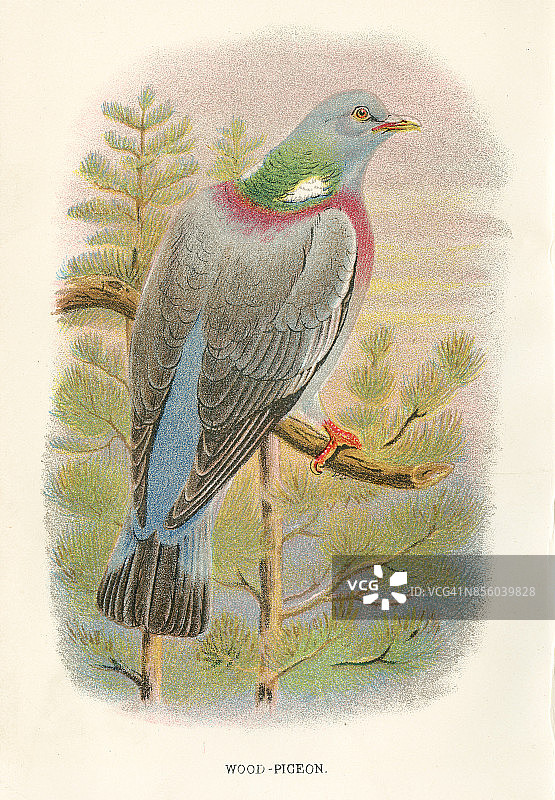 来自1897年的英国灰斑鸠图片素材