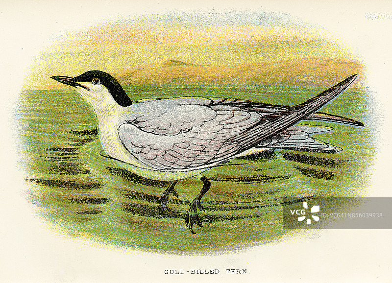 1897年来自英国的海鸥图片素材