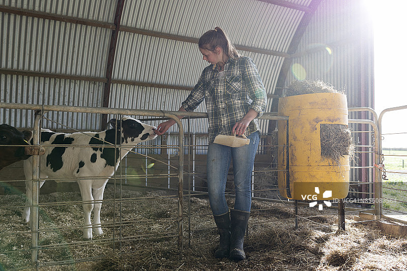 农场女孩在谷仓爱抚小牛图片素材