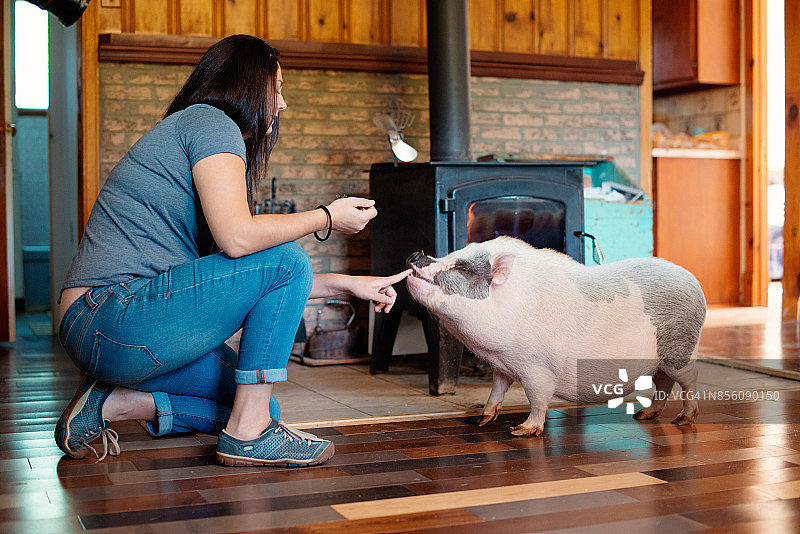 与宠物一起生活：家中的矮小猪图片素材