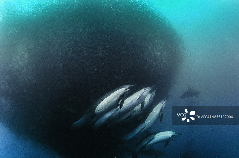 海豚捕食沙丁鱼图片素材