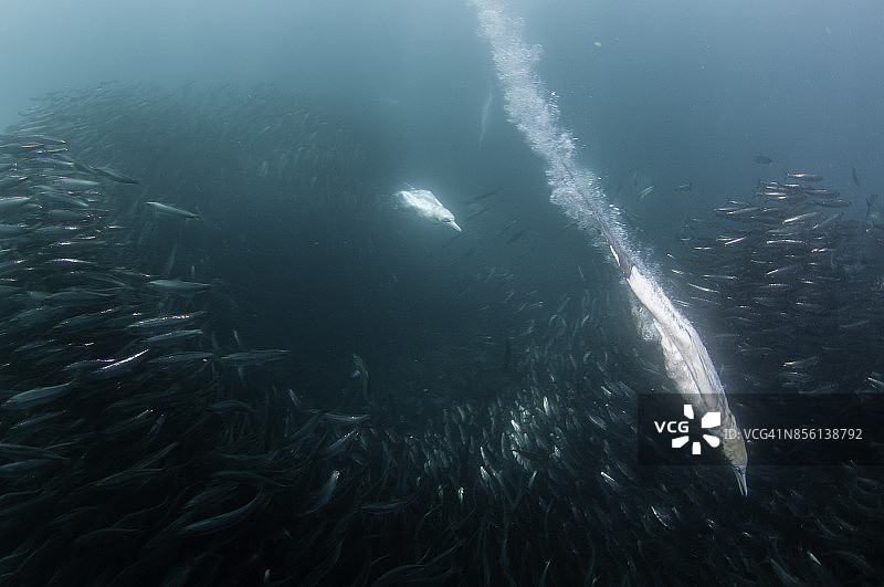 海角塘鹅在沙丁鱼群中觅食，南非狂野海岸图片素材