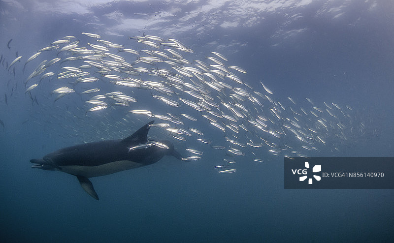 海豚捕食沙丁鱼图片素材