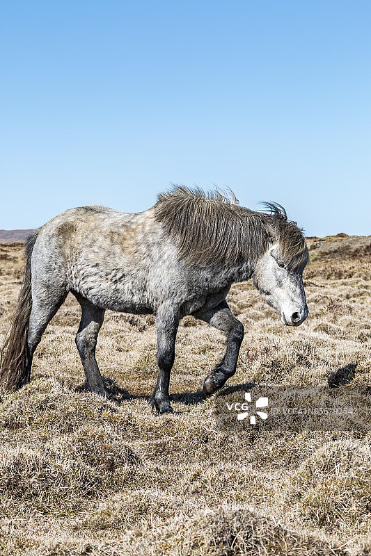 灰色冰岛马图片素材