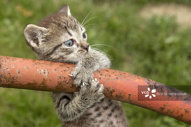 害怕摔倒的小猫图片素材