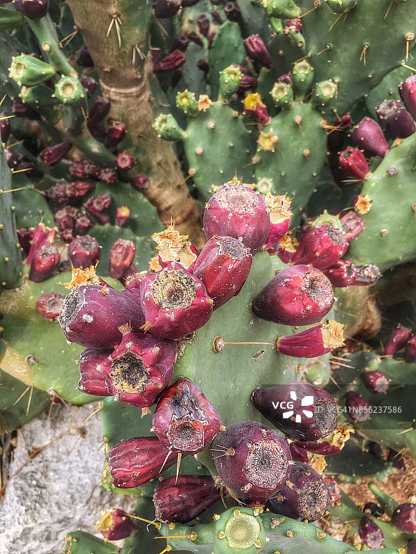 仙人掌上生长的印度榕图片素材