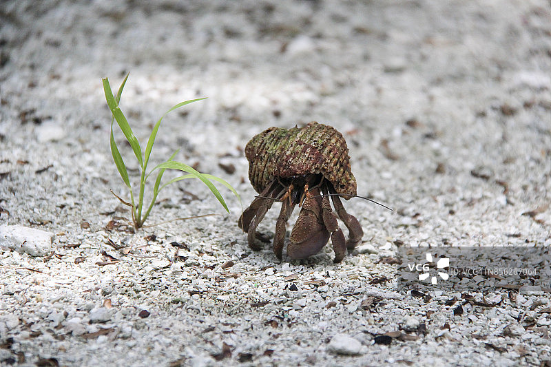 帕劳凯扬格尔环礁上的寄居蟹图片素材