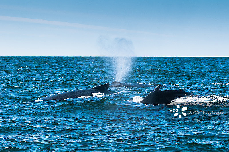 三只座头鲸（新英格兰座头鲸），加拿大新不伦瑞克省大马南岛图片素材