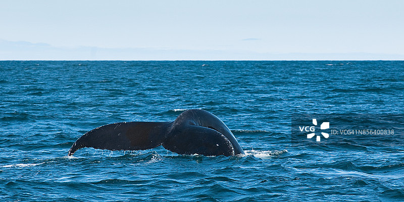 座头鲸，加拿大新不伦瑞克省大马南岛图片素材