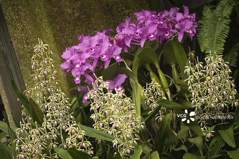 棱柱萼树兰，背景中的弓星兰图片素材