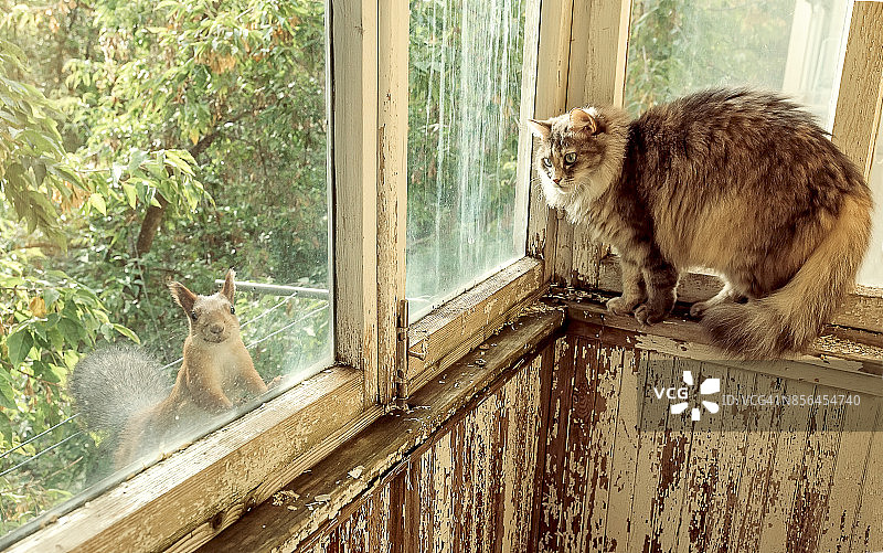 灰色猫咪观看松鼠图片素材
