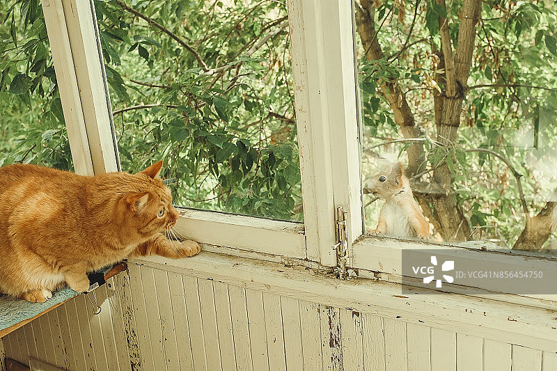 姜黄色的猫观察松鼠图片素材
