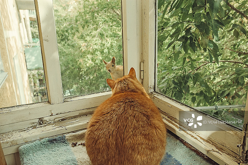 姜黄色的猫观察松鼠图片素材