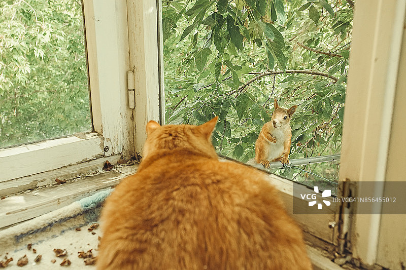 姜黄色的猫观察松鼠图片素材