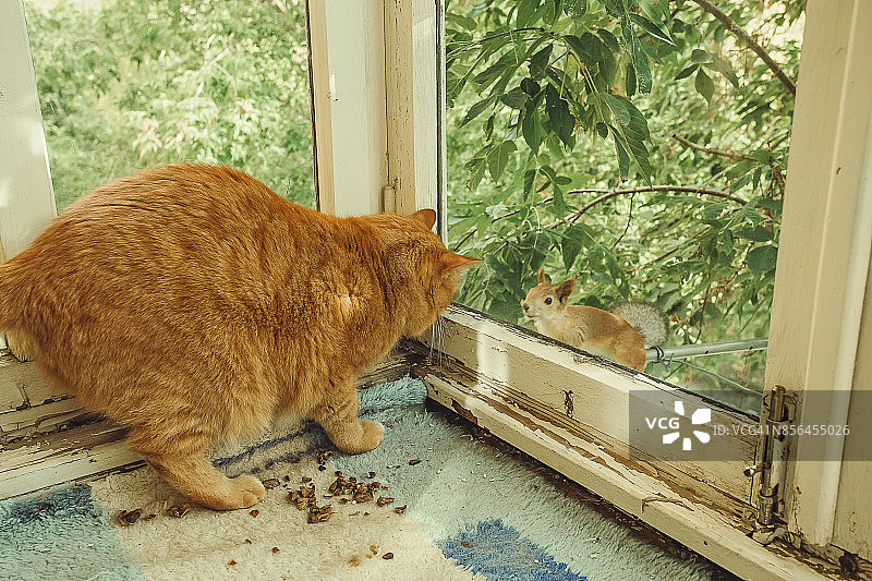 姜黄色的猫观察松鼠图片素材