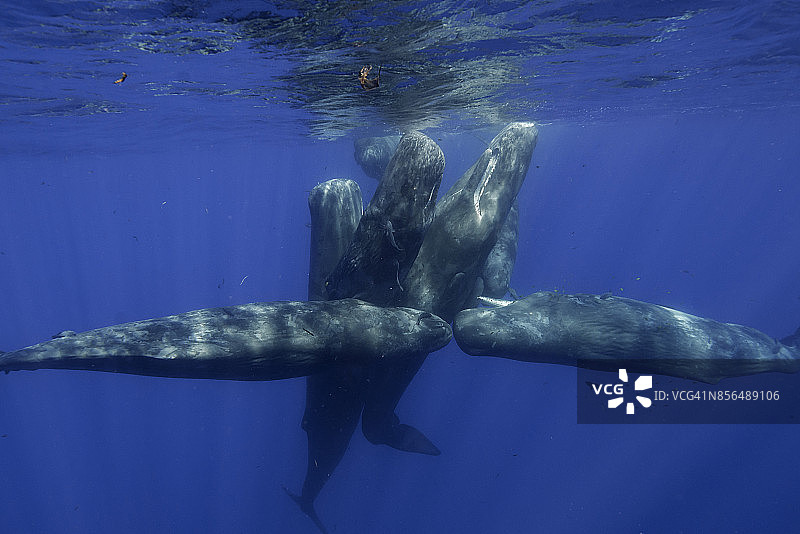 印度洋毛里求斯北部抹香鲸群图片素材