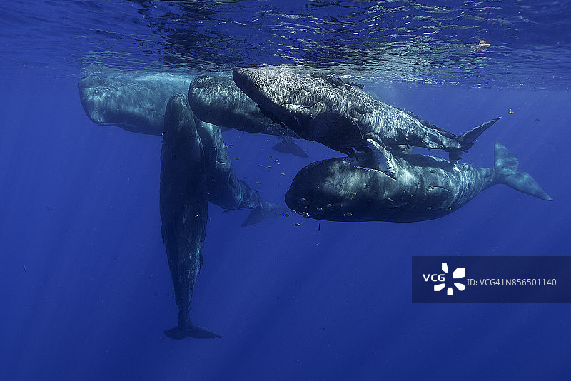 印度洋毛里求斯北部抹香鲸群图片素材