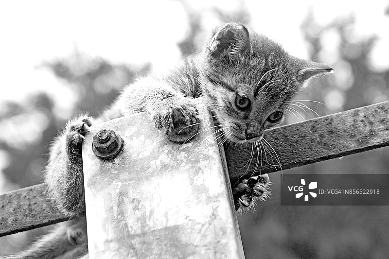 小猫在灯柱上玩耍图片素材