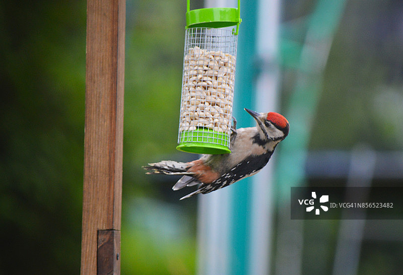 花园里的大斑啄木鸟图片素材