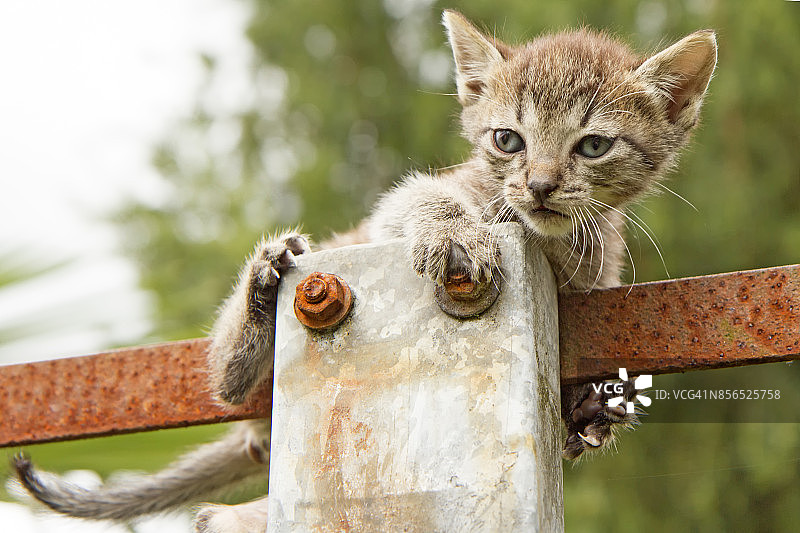 小猫在灯柱上玩耍图片素材